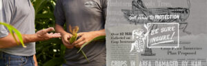 Photo collage of old ag advertisements